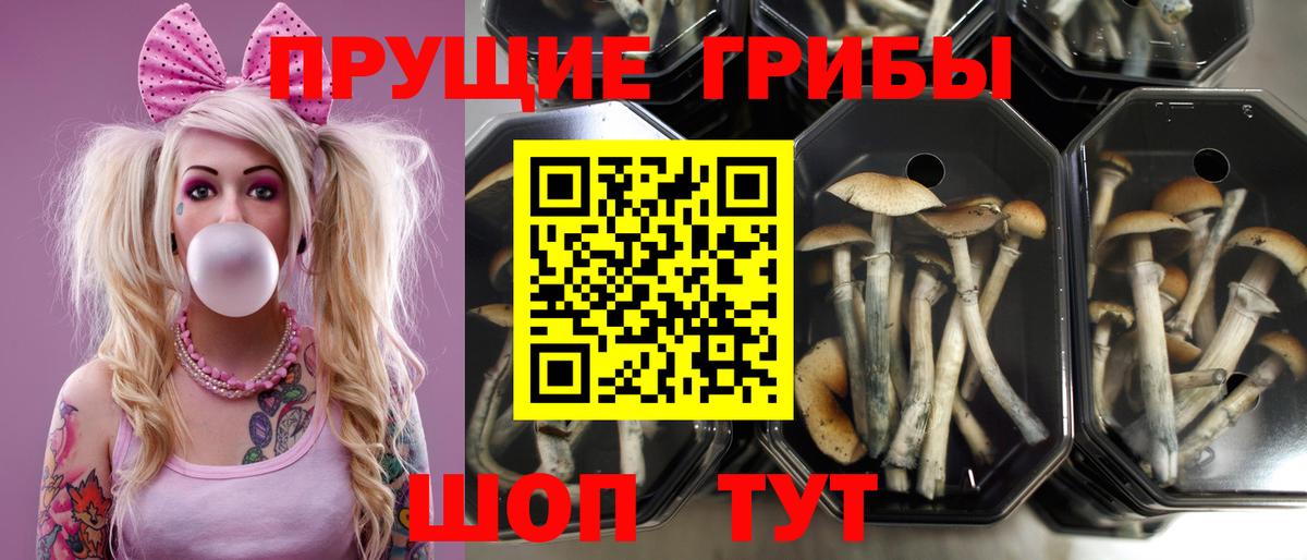 Кунгур  Галлюциногенные грибы мицелий  Вход с VPN 